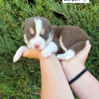 Pomsky mini #0