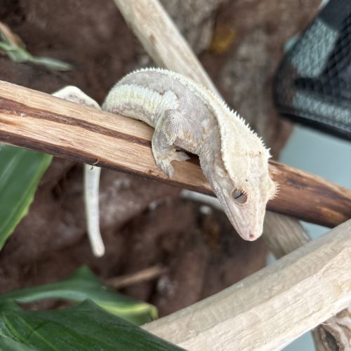 Gecko a crete avec terrarium #0