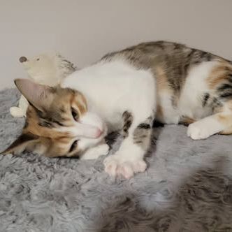 Chat frimousse à l adoption