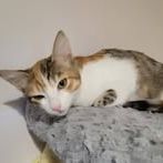 Chat frimousse à l adoption #3