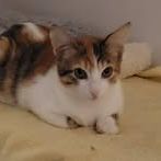 Chat frimousse à l adoption #4