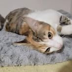 Chat frimousse à l adoption #2