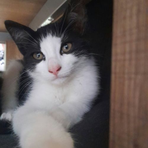 Chat bibop à l adoption