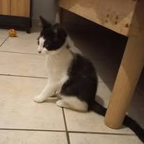 Chat bibop à l adoption #2
