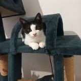 Chat bibop à l adoption #4