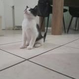 Chat bibop à l adoption #5