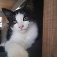 Chat bibop à l adoption