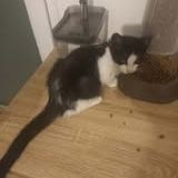 Chat bibop à l adoption #3