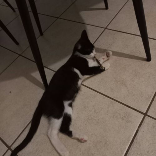 Chat bijou à l adoption
