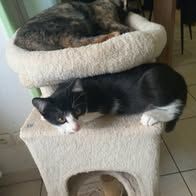 Chat bijou à l adoption #3