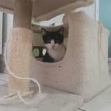 Chat bijou à l adoption #4