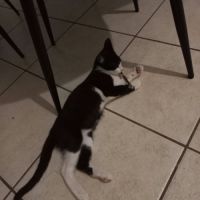 Chat bijou à l adoption
