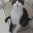 Chat bijou à l adoption #2