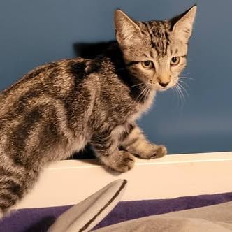 Chat bart à l adoption