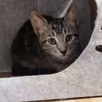 Chat bart à l adoption #2