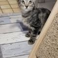 Chat bart à l adoption #3
