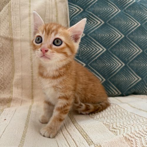 Iota, adorable chaton à l'adoption