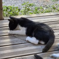 Chaton femelle 3 mois très douce #1