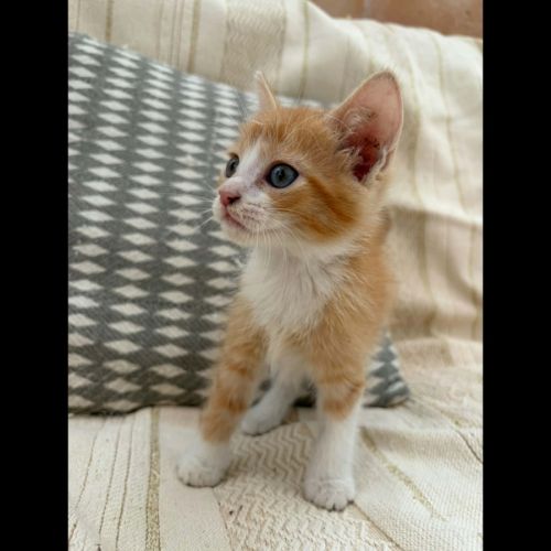Alfa, adorable chaton à l'adoption