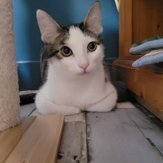 Chat tokyo à l adoption