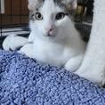 Chat tokyo à l adoption #2