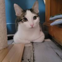 Chat tokyo à l adoption #0