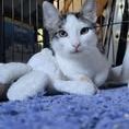 Chat tokyo à l adoption #3