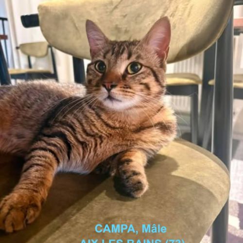 Chat campa à l adoption