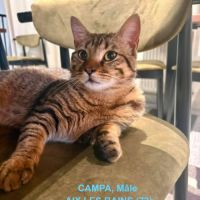 Chat campa à l adoption #0