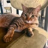 Chat campa à l adoption #2
