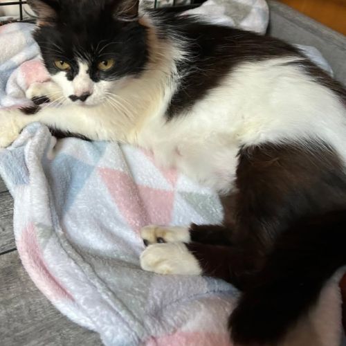 Chat billiejean à l adoption