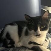 Chat billiejean à l adoption #3