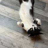 Chat billiejean à l adoption #2