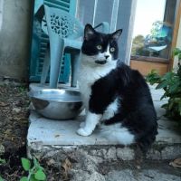Chat chimpy à l adoption