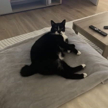 Chat ghst à l adoption