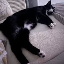 Chat ghst à l adoption #3