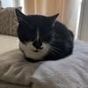 Chat ghst à l adoption #2