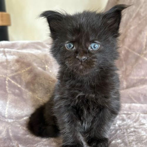 Chatons maine coon à réserver #2