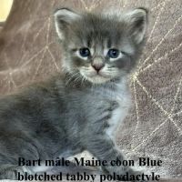 Chatons maine coon à réserver #1