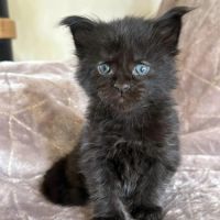 Chatons maine coon à réserver #2