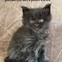 Chatons maine coon à réserver