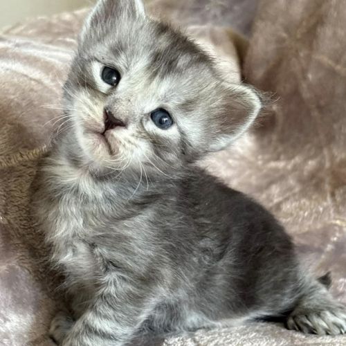 Superbes chatons maine coon