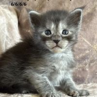 Superbes chatons maine coon #1