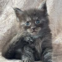 Superbes chatons maine coon #2