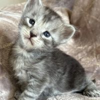 Superbes chatons maine coon