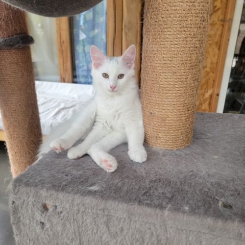 Chaton ype angora turc père loof #1