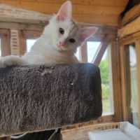 Chaton ype angora turc père loof #0