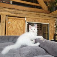 Chaton ype angora turc père loof #3