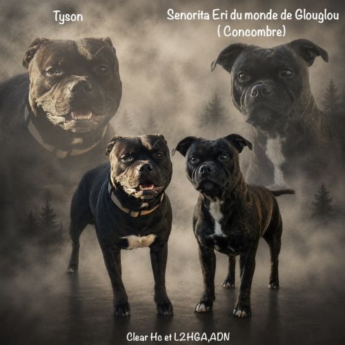 Chiots staffordshire bull terrier #1