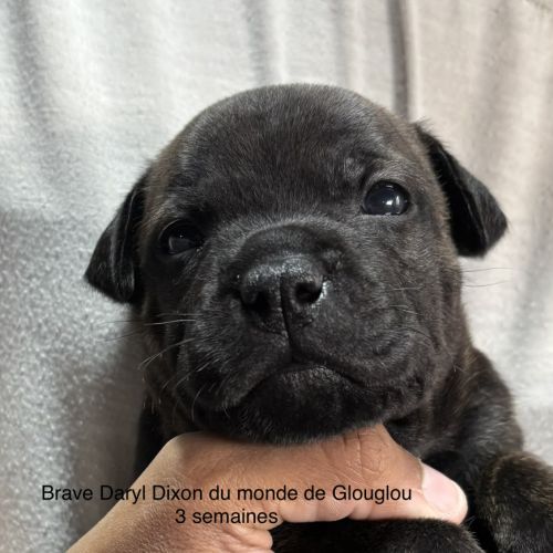 Chiots staffordshire bull terrier #2